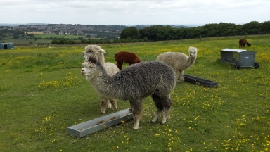 Alpacas not only in white colour, but they own other colours like grey, brown, and mix-two colours. Aren’t they looking cute? 